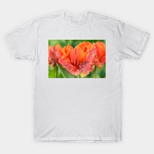 Tulipa  &#39;Monarch Parrot&#39;  Tulip  Parrot Group T-Shirt